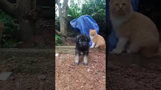 German shepherd puppy germanshepherdpuppy petlovers cat petsworld vnspetworld [upl. by Lucrece]