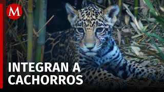 Sedema abre convocatoria para elegir nombre para tres cachorros de jaguar en CdMx [upl. by Ocirred800]