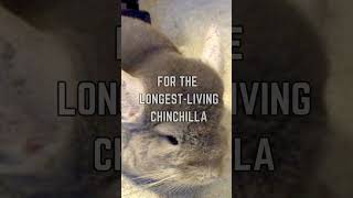 🐭 Meet Radar The Worlds Oldest Chinchilla 🏆 [upl. by Enaelem]