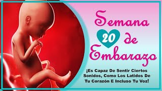 ❤️ SEMANA 20 DE EMBARAZO🤰 ❤️ ⏩ EMBARAZO SEMANA A SEMANA ⏩ Desarrollo y Evolución del Bebé 👶🏻 [upl. by Mirak]