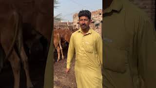 40 Wacha alot Qurbani business virlvideo reel foryourpage cow [upl. by Dickie858]