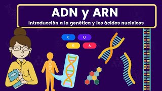 2 Nucleótidos nucleósidos y estructura del ADN [upl. by Acissj]