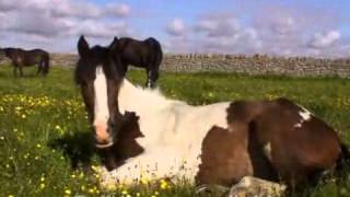 Riding Schools  North Lizard Riding School [upl. by Iem]