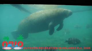 Homosassa Springs SP Manatees [upl. by Nelyk]