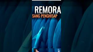 Ikan Remora ikan unik [upl. by Thera]