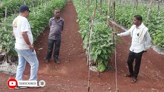 Baigan ki khetikab aur kaise karenBrinjal farminggrafted baigan ki khetiadhik utpadan jyada muna [upl. by Eiralih497]