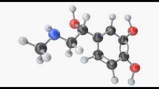 Epinephrine Adrenaline  Blood Pressure Gastrointestinal Relaxation Heart Lung Brain Asthma [upl. by Noirred]