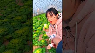 Fresh Green Bok Choy Harvest from Farm  Amazing Fresh Vegetables shorts satisfying [upl. by Gerdy]