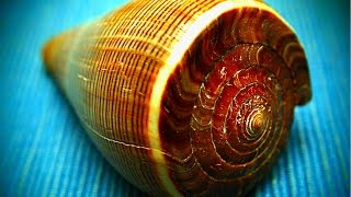 The Worlds 7 Most Amazing Snails [upl. by Manchester]