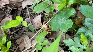 🦀カニ Chilling with Crabs at Rice Paddies 440 [upl. by Bruno]