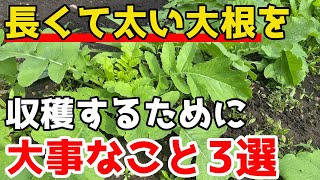 【大根】を太らせるために必ずした方がいいこと3選【家庭菜園】 [upl. by Annehs]