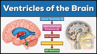 Ventricles of the Brain Anatomy and Cerebrospinal Fluid CSF Circulation [upl. by Elleinnad]