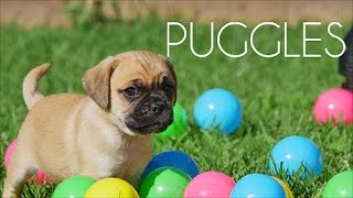 Puggle puppies having a ball [upl. by Eelarual]