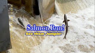 Salmon Run See them Jumping salmonrun nature [upl. by Javed]