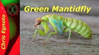 Half Praying Mantis Half Lacewing All Mantidfly [upl. by Yeloc]