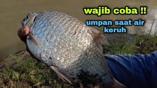 Umpan lama kuturunkan lagi saat air keruh tak sangka Sambaran bertubi quot tawes monster ikut makan [upl. by Wichman]