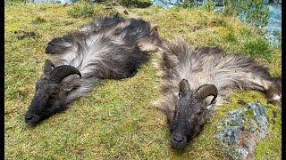 Holy Shit Bulls NZ Tahr Hunt  Rocky and Richard [upl. by Nillor]