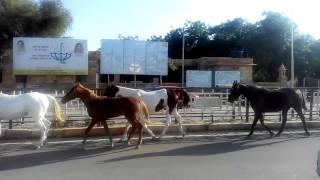 Maharawal brijraj singh ji jaisalmer horses [upl. by Llevol]