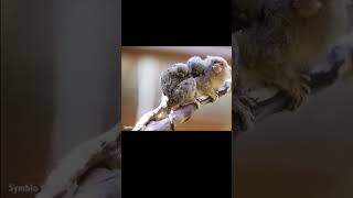 Pygmy Marmoset Monyet Terkecil di Dunia [upl. by Olia]