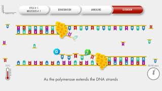 Animated PCR Real Time qPCR procedure [upl. by Na]