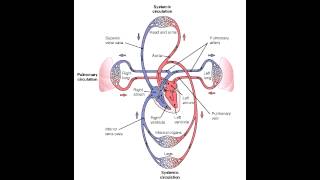 Pulmonary Vs Systemic Circulation [upl. by Emilio]