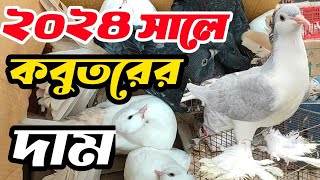 কবুতরের দাম ২০২৪ কবুতর হাট ২০২৪pigeon market in Bangladesh kobutor price 2024 [upl. by Mignonne]