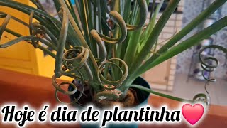 Como cuidar da Albuca Spiralis [upl. by Hadwyn435]