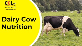 Dairy Cow Nutrition [upl. by Nonnac]