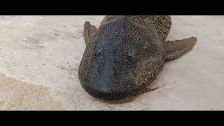 Crocodile fish 🐊Big crocodile fishingyt crocodile trending showinfeedshortsfeed [upl. by Ekard981]