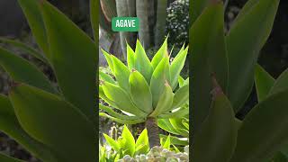 plantasdesol dicas dicasdecultivo shortsvideo [upl. by Maze]