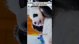 Panda bandido  Tccontos shorts curiosidades animais pets animaisselvagens [upl. by Althea]