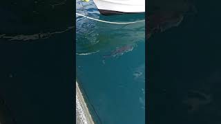 GIANT Trevally at the dock [upl. by Azenav]