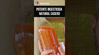 💥 POTENTE INSECTICIDA ECOLÓGICO CASERO 🌱 para CURAR tus PLANTAS  Versiones y macerado [upl. by Nibbor152]