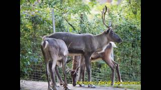 OPELZOO  Kronberg im Taunus  FotoShow  Olympus OMD EM10 II [upl. by Gaw]