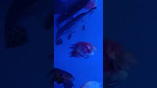 Alligator giant gourami parrot Fishshortsvideo [upl. by Hayidah]