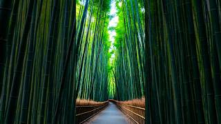 Arashiyama Bamboo Grove Kyoto [upl. by Dorian]