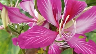 Bauhinia trees in bloom [upl. by Ainola637]