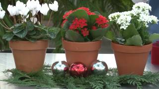 Poinsettia Alternatives  Meijer Gardens Gardening Guidance [upl. by Eulau]