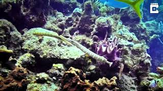 Trumpet Fish Caught In Combat [upl. by Pammie]