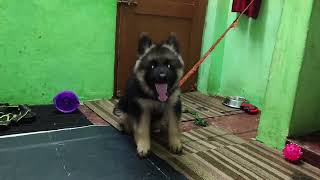 german shepherd dog barking  when german shepherd puppy starts barking  german shepherd dog barki [upl. by Melton]