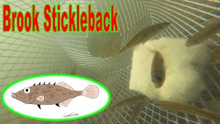 Brook Stickleback [upl. by Eirrehs]