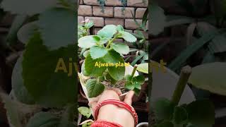 Ajwain plant caretips gardenning shortvideo [upl. by Anniahs274]