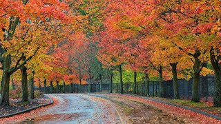 Zauber der Natur Inspirierende Klaviermusik mit motivierenden Zitaten [upl. by Bamberger]