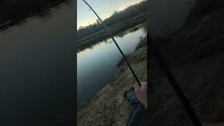 Poradnik działa 😉  Sumy biorą ale lekko nie jest 🎣 fishing spinning wedkarstwo sum catfish [upl. by Asik]