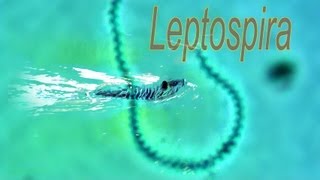 Leptospira [upl. by Aittam872]