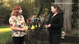 Heliotrope Growing Tips and Winter Care [upl. by Reidid]