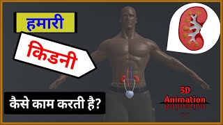 How does our Kidney work  हमारा किडनी कैसे काम करता है  Function of Kidney  3D Animation 🔥🔥🔥 [upl. by Einnoj]