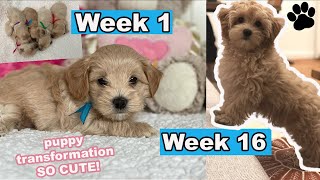 Maltipoo Puppy Growing Up  Week 1 to Week 16  Puppy Transformation [upl. by Denis456]