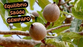 Aprenda sobre os benefícios do JENIPAPO para seu organismo se equilibrar Dr Prof Nelson Marques [upl. by Paxon588]