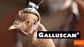 The Stabilization Power of Chicken Heads Featured in New Commercials [upl. by Ivers]